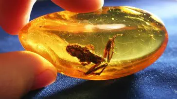 Small frog preserved in amber: Photo 54155440 / Amber Insect © Galyna Andrushko | Dreamstime.com