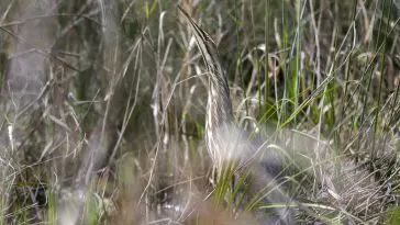 American bittern in concealment pose: Photo 142677284 © William Wise | Dreamstime.com