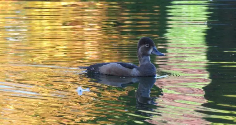 Duck on water, photo credit: Wendy MacDonald