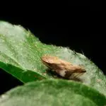 Froghopper on a leaf: Photo 213099197 © Afe207 | Dreamstime.com