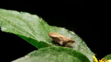 Froghopper on a leaf: Photo 213099197 © Afe207 | Dreamstime.com