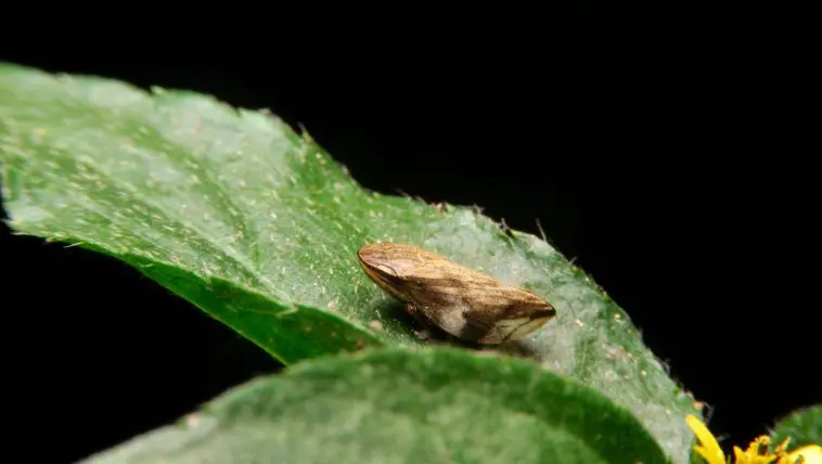 Froghopper on a leaf: Photo 213099197 © Afe207 | Dreamstime.com