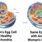 Adapted from the human cell: Illustration 27673358 © Rob3000 | Dreamstime.com