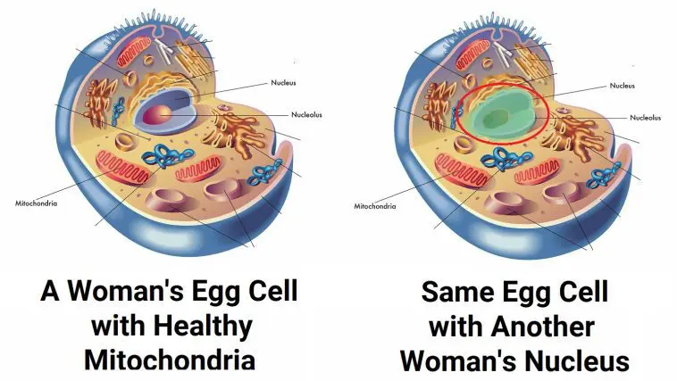 Adapted from the human cell: Illustration 27673358 © Rob3000 | Dreamstime.com