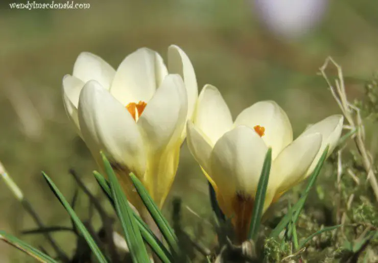 White crocuses, photo credit: Wendy MacDonald