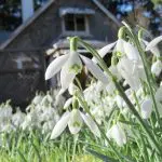 Snowdrops by Wendy MacDonald