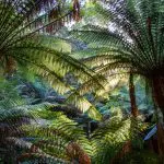 Tasmanian tree ferns with blue sky behind: Photo 223567688 © Ken Griffiths | Dreamstime.com