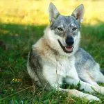 Domesticated wolf dog: Photo 72902097 © Jozef Klopacka | Dreamstime.com