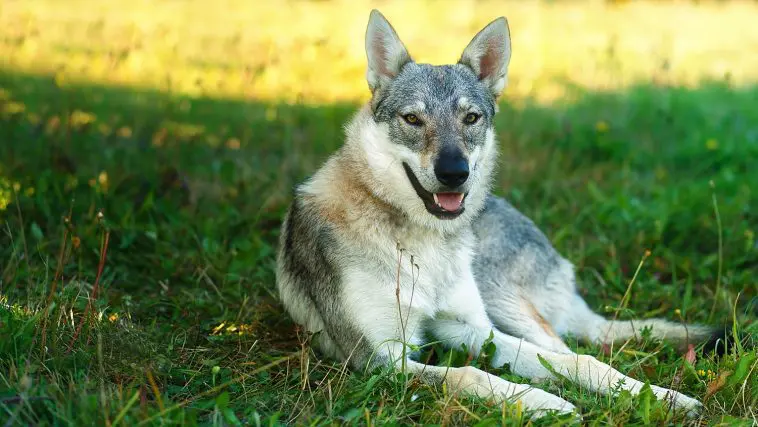Domesticated wolf dog: Photo 72902097 © Jozef Klopacka | Dreamstime.com