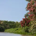 Flowering trees along the riverbank, Pantanal, Brazil: Photo 53294473 © Oakdalecat | Dreamstime.com