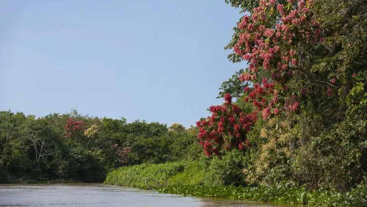 Flowering trees along the riverbank, Pantanal, Brazil: Photo 53294473 © Oakdalecat | Dreamstime.com
