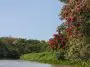 Flowering trees along the riverbank, Pantanal, Brazil: Photo 53294473 © Oakdalecat | Dreamstime.com