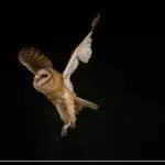 Owl Flight mimetics YouTube still Bruce Malone