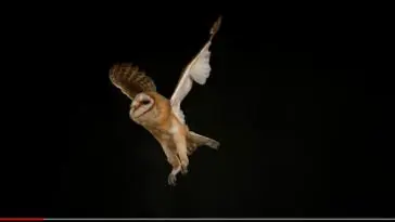 Owl Flight mimetics YouTube still Bruce Malone