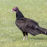 Turkey Vulture: Photo 153754122 © William Wise | Dreamstime.com