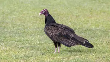 Turkey Vulture: Photo 153754122 © William Wise | Dreamstime.com