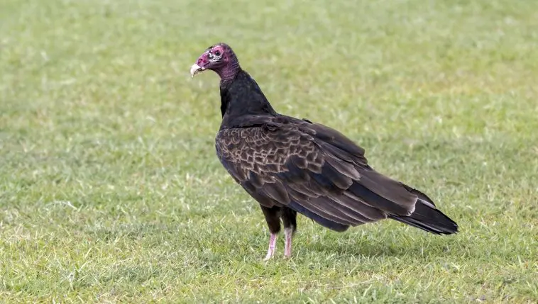 Turkey Vulture: Photo 153754122 © William Wise | Dreamstime.com
