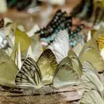 Variety of butterflies on the ground: Photo 81633055 © Pleprakaymas | Dreamstime.com