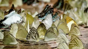 Variety of butterflies on the ground: Photo 81633055 © Pleprakaymas | Dreamstime.com