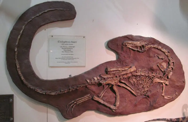 Coelophysis in death pose, Black Hills Institute