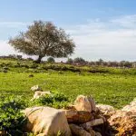 Israeli meadow: Photo 81724713 © Alefbet26 | Dreamstime.com