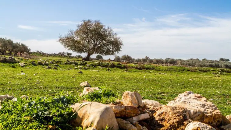 Israeli meadow: Photo 81724713 © Alefbet26 | Dreamstime.com