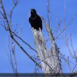 Red-winged Blackbird video still