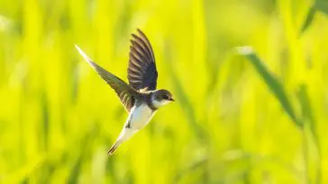 Sand Martin: Photo 172270907 / Bank Swallow © Sander Meertins | Dreamstime.com