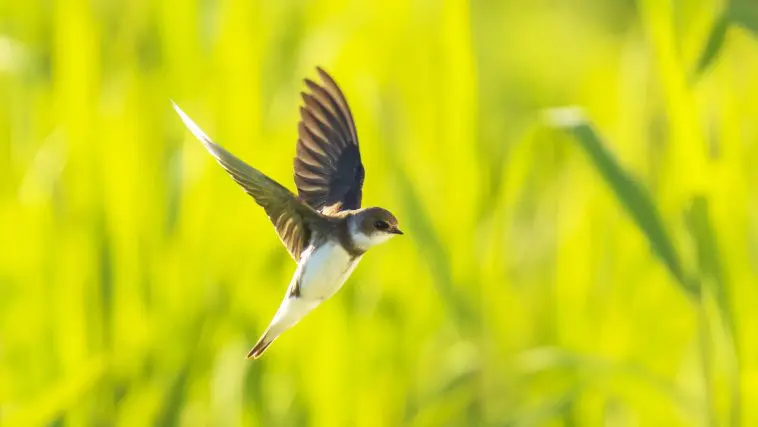 Sand Martin: Photo 172270907 / Bank Swallow © Sander Meertins | Dreamstime.com