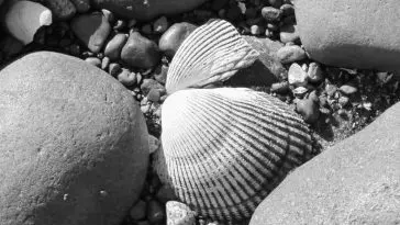Shells among rounded rocks, photo credit: Wendy Macdonald