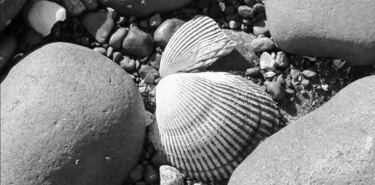 Shells among rounded rocks, photo credit: Wendy Macdonald