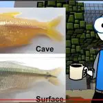 Vestigial Organs YouTube still