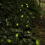 fireflies