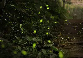 fireflies
