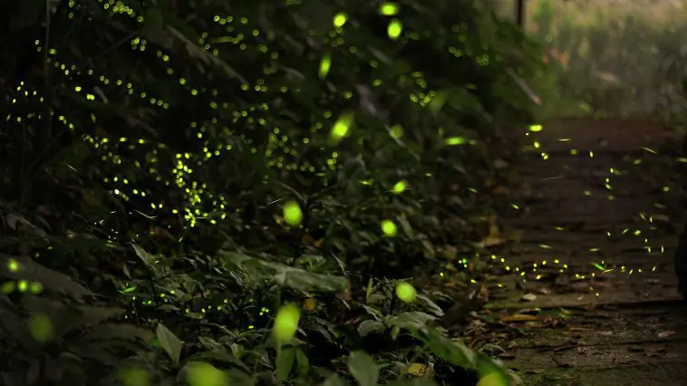 fireflies