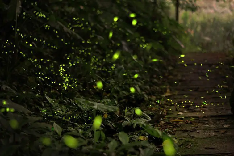 fireflies