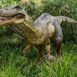 Baryonyx dinosaur model standing in tall grass, Perth, Australia: Photo 68743152 / Dinosaur Eating Grass © Anastasia Yakovleva | Dreamstime.com