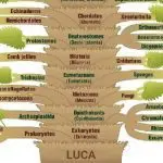 Phylogenetic-tree-of-life-base-evolution-dreamstime_m_51982494