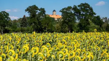 East German field of sunflowers all facing away from the camera: Photo 193248837 © Animaflora | Dreamstime.com