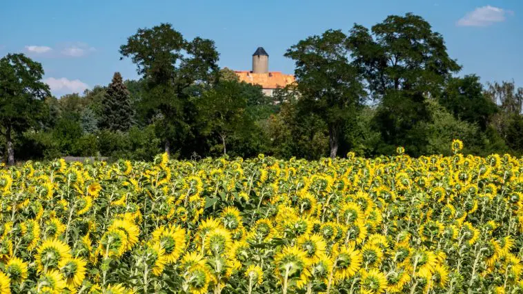 East German field of sunflowers all facing away from the camera: Photo 193248837 © Animaflora | Dreamstime.com