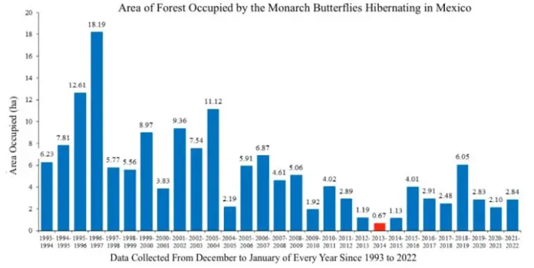 Monarch Mexico forest area