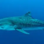 Tiger shark: Photo 72033726 © Stefan Pircher | Dreamstime.com
