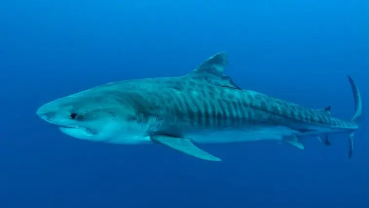 Tiger shark: Photo 72033726 © Stefan Pircher | Dreamstime.com