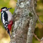 Great spotted woodpecker on a tree trunk: Photo 11300942 © Dominique Dietiker | Dreamstime.com