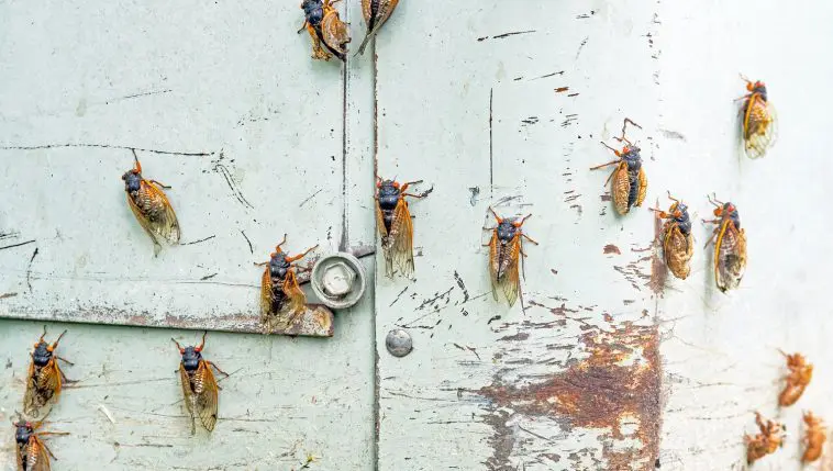 Periodical cicadas drying their new wings on a wall: Photo 219488084 © Lawcain | Dreamstime.com