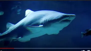 Shark skin YouTube still