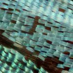 Butterfly wing scales magnified: Photo 246309678 / Butterfly Scales © Nevodka | Dreamstime.com