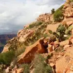 Grand Canyon trail closeup with cactus and sandstone: Photo 93773884 © Marynag | Dreamstime.com