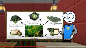 Natural selection YouTube still