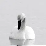 Trumpeter Swan on gray water, photo credit: Wendy Macdonald